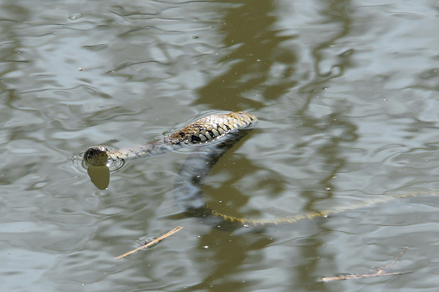 Grass Snake