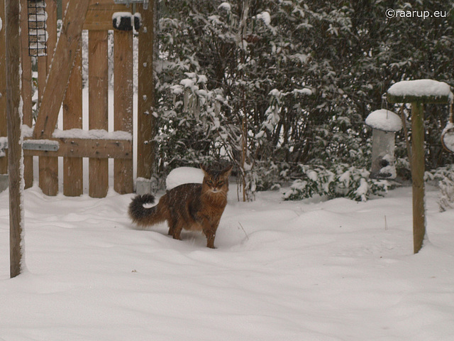 Rags in the snow