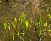 At The Pond