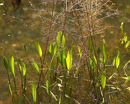At The Pond