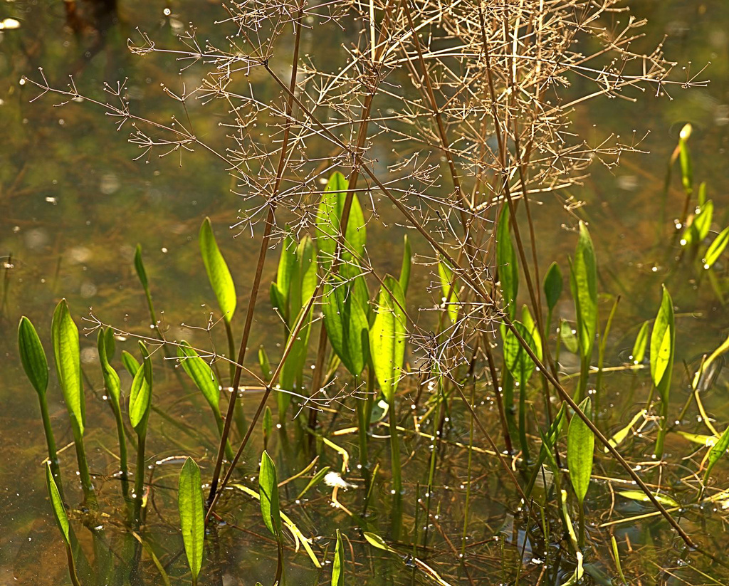 At The Pond