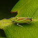 20200718 9565CPw [D~MI] Rhododendron-Zikade (Graphocephala fennahi), Minden