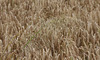 02 oats before barley