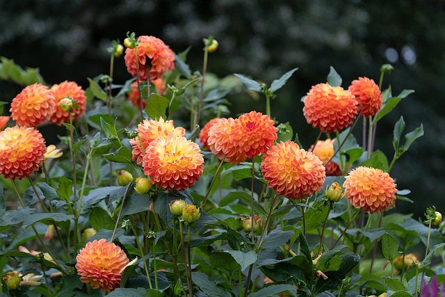 Blumenfotos gehen immer