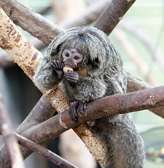 Woolly Monkey