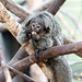 Woolly Monkey