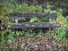 monday bench