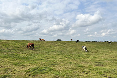 Cows on a hill