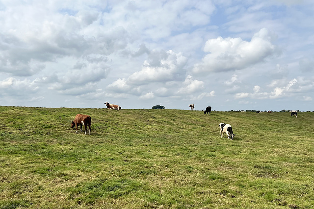 Cows on a hill