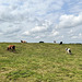 Cows on a hill