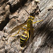 IMG 2523 Wasp-2