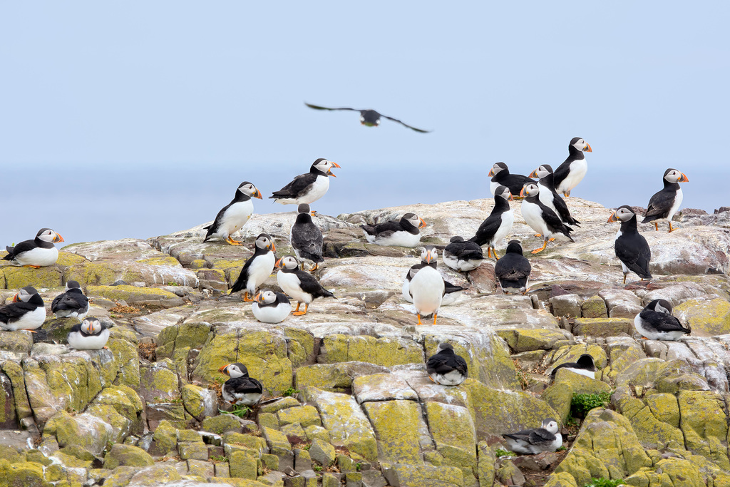 Puffins