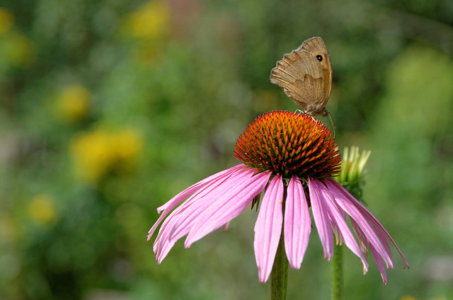 Papillon sombre