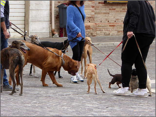 Incontro a Jesi