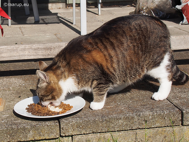 Bastian's party - Happy Caturday