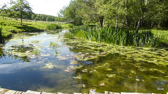 Water clarity post second dosing with 125 kgs of Aquaplancton