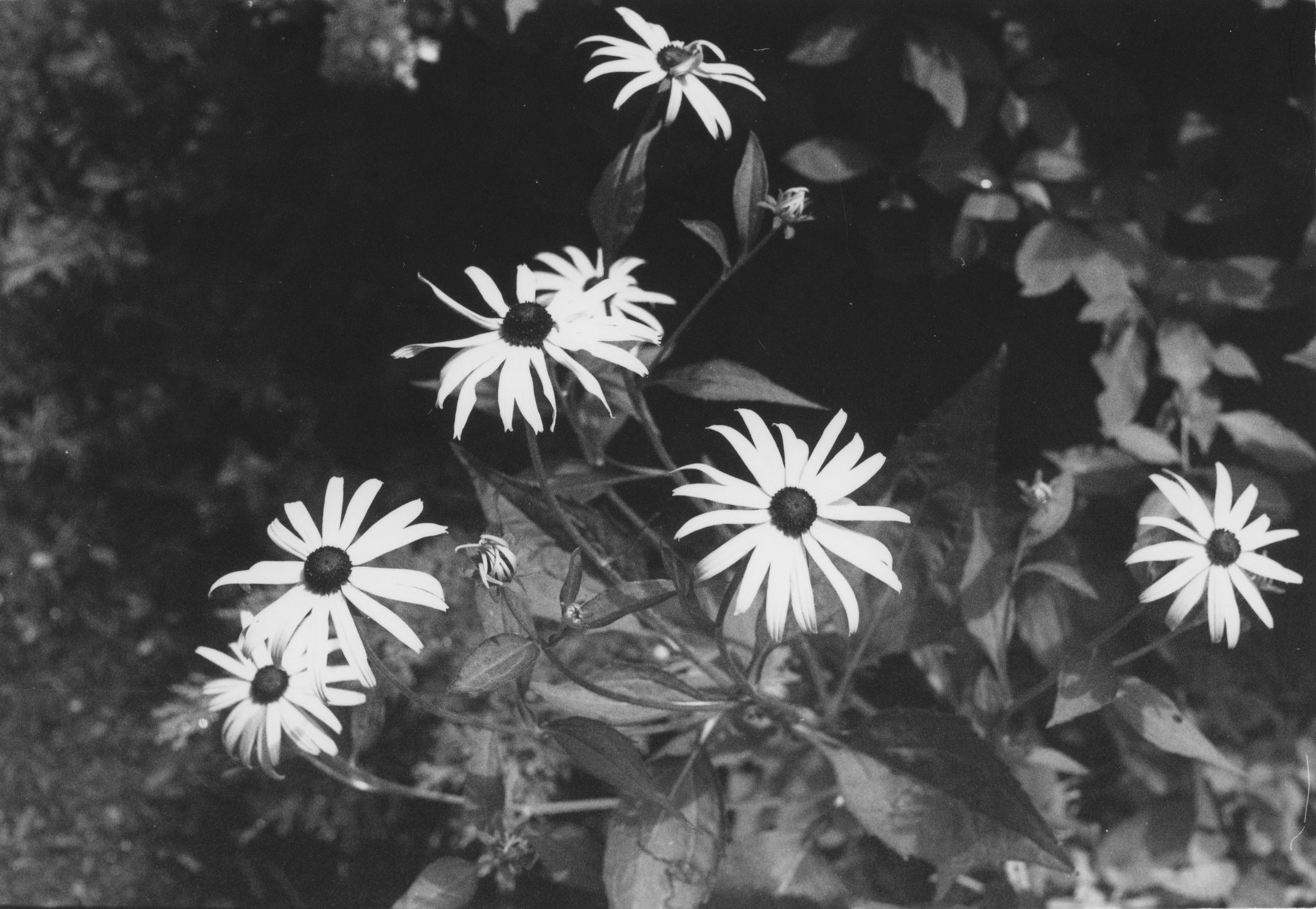 NikonF PX 002