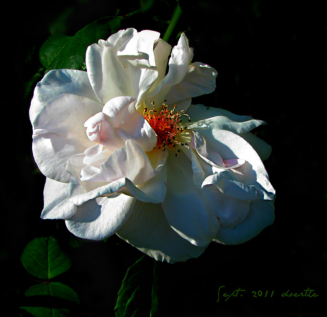 A rose in my cousin's garden