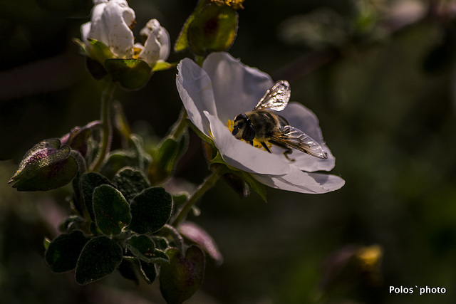 flor e insecto