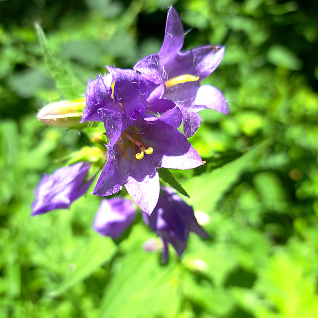 Nesselblättrige Glockenblume (Campanula trachelium)