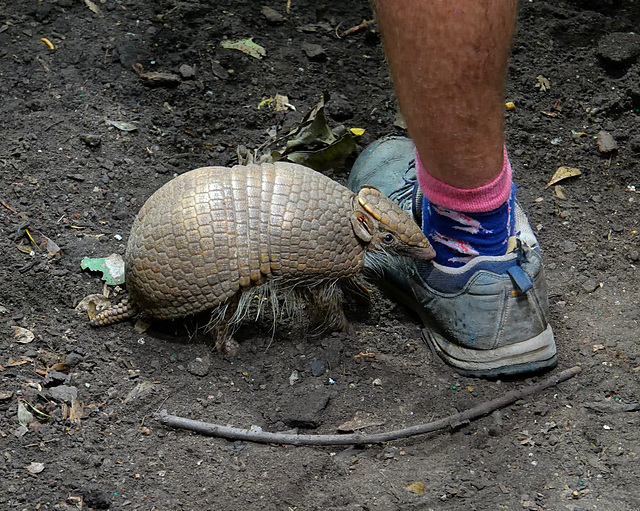 Armadillo