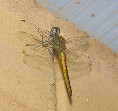 IMG 2510 Dragonfly-1