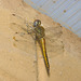 IMG 2510 Dragonfly-1