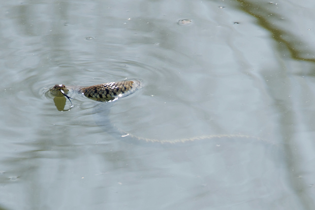 Grass Snake