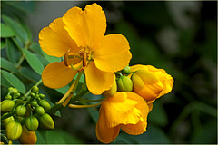 Senna corymbosa