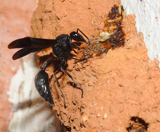 IMG 9231potterwasp