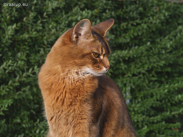 Rags posing in the garden