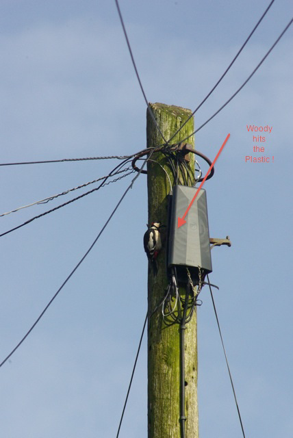 great-spotted-woodpecker-alarm-clock