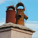 Lyme Regis; Birds not welcome