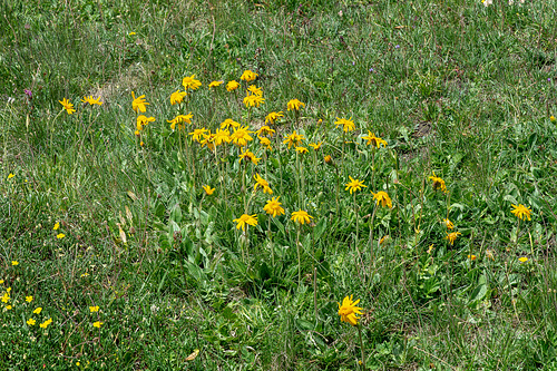 Arnica montana - Arnika