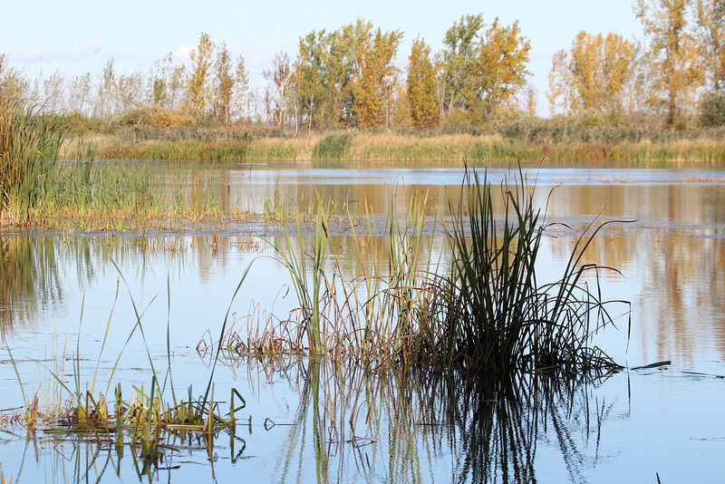 souvenir d'automne....