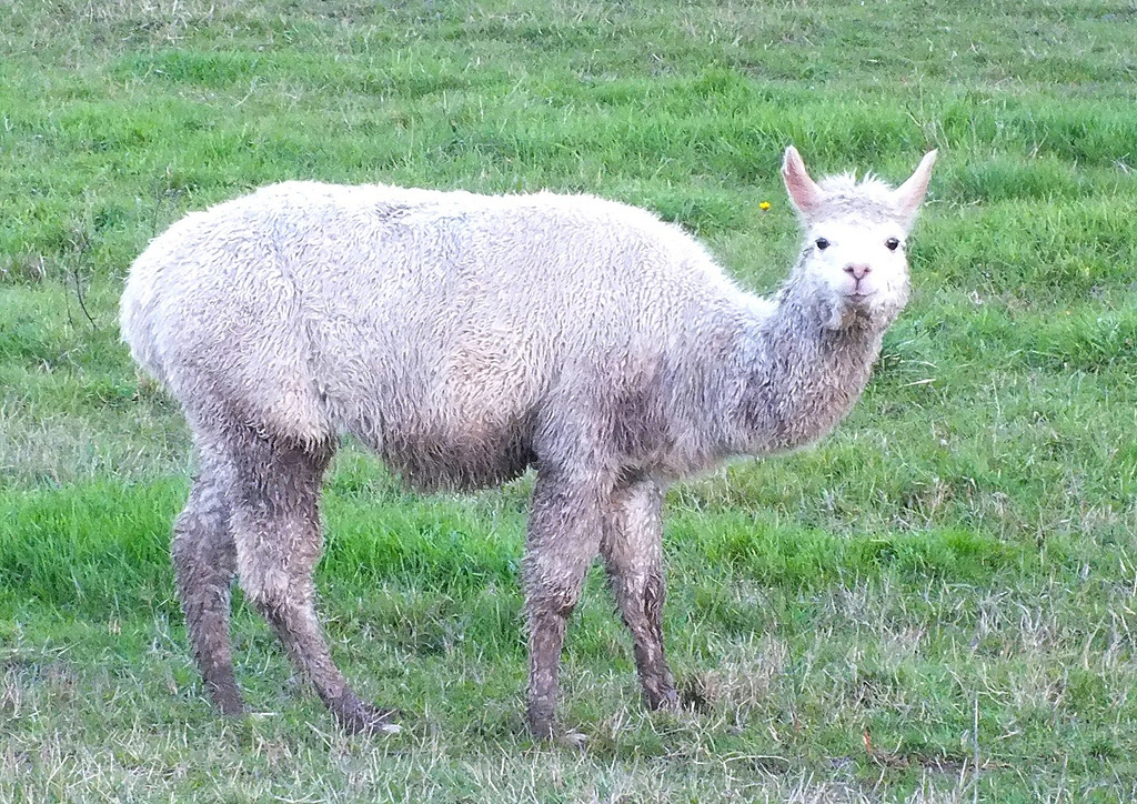 Lama