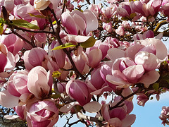 Rose magnolia