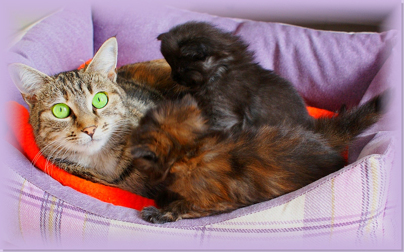 Griotte et ses petits