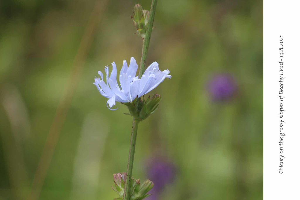 Chicory Beachy Head 19 82021