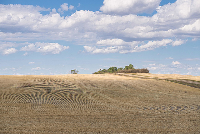 harvest lines harvest lines