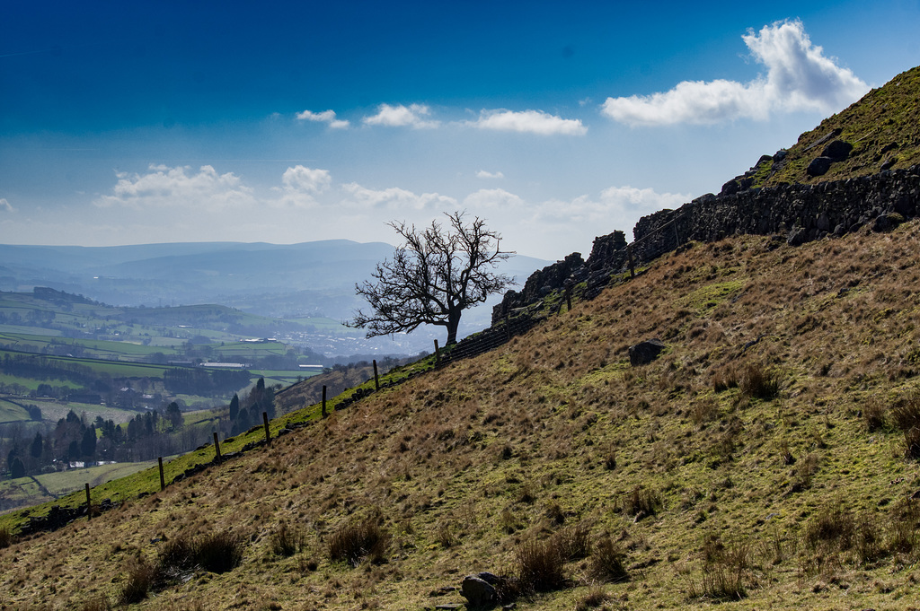 That Cown Edge tree March22