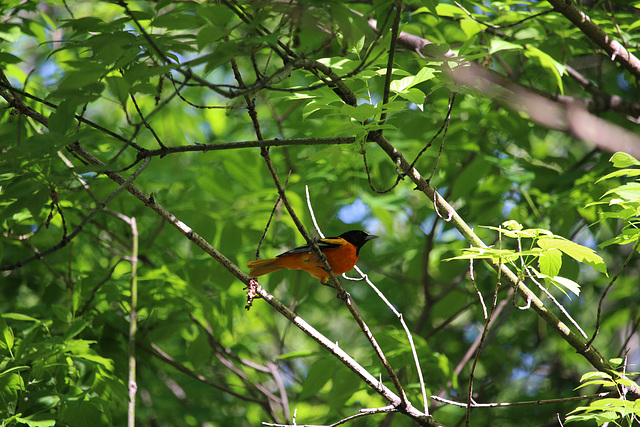 Oriole Daydreams