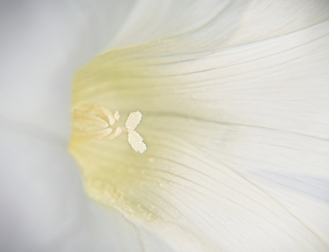 Der Blick in das Zentrum der Blüte :))   The view into the centre of the flower :))   La vue dans le centre de la fleur :))