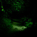 Grün Lichtung, Wald, Horn Bad-Meinberg