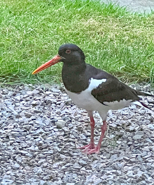 Oystercatcher deciding where to lay their eggs!