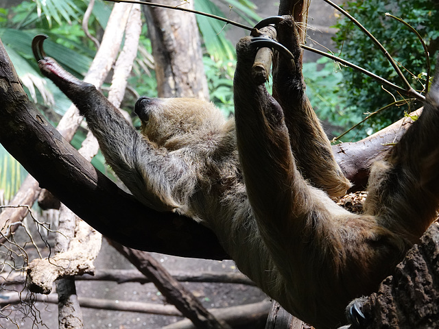 Two-toed Sloth