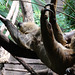 Two-toed Sloth