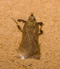 IMG 2509 Moth-3