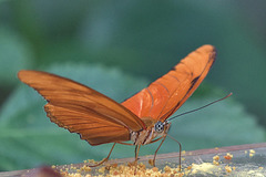 Butterfly (Zoo Krefeld)