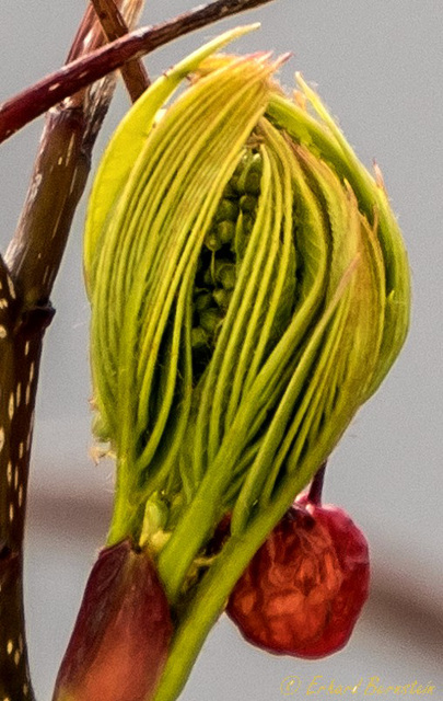 Baum vorm Fenster: Detail